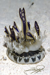 Jellyfish by Nicholas Samaras 